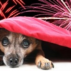 Our latest newsletter is out, with fireworks advice and help for itchy animals
