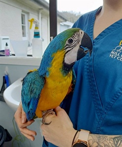 Pet Parrots – When the bond is a little too strong!