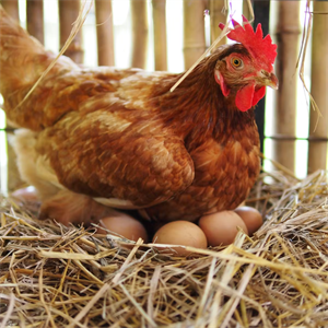 Why do chickens lay so many eggs?