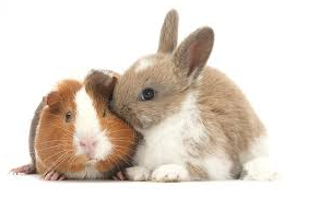 RABBIT AND GUINEA PIG NUTRITION