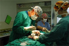 Cruciate Surgery Tibal Tuberosity Advancement