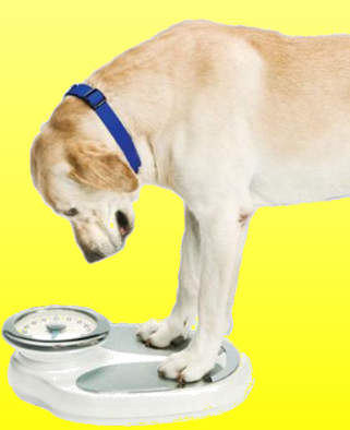Overweight pets: why we should be concerned and what help is available